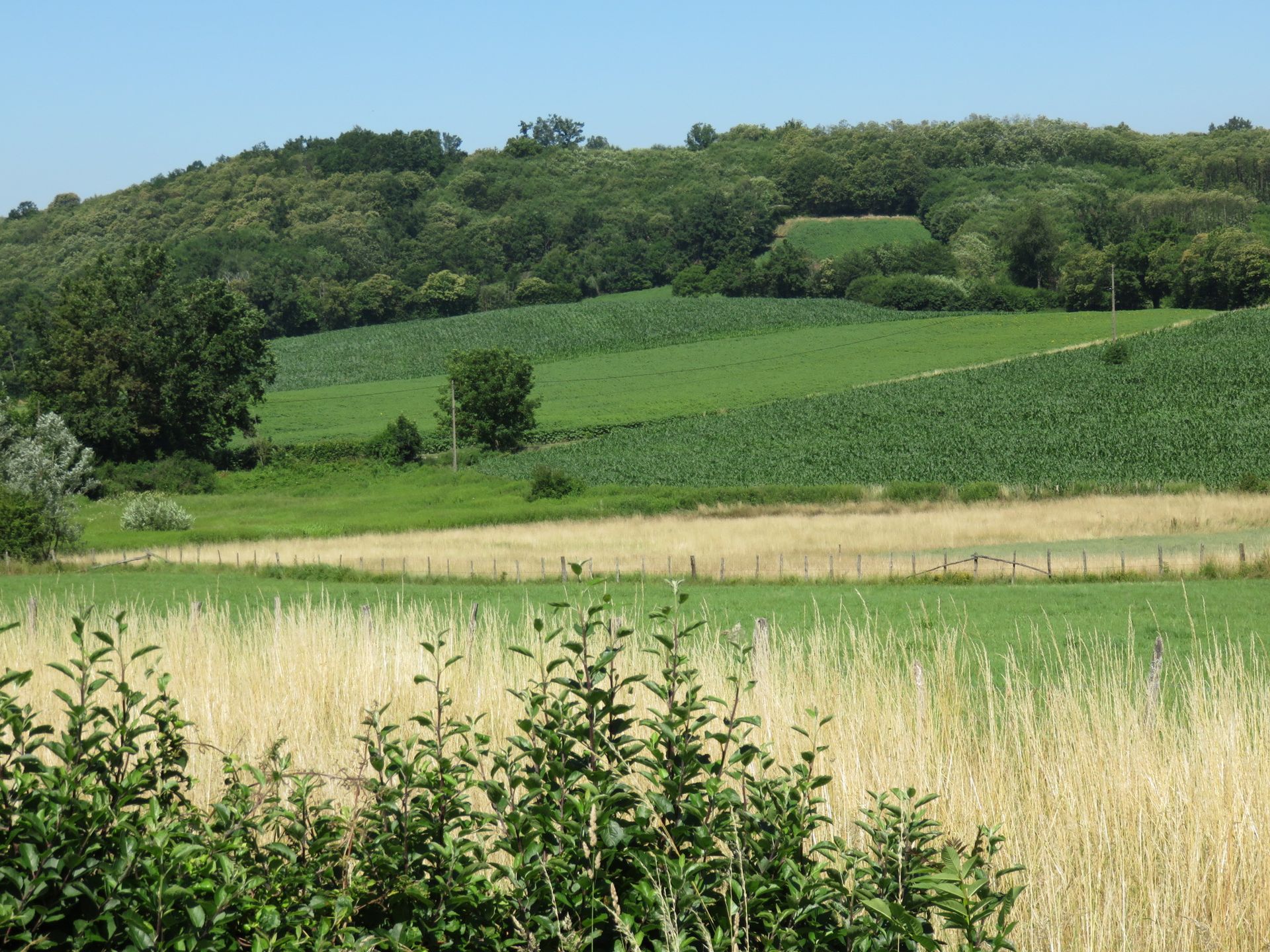 Route de campagne bordée de champs verdoyants aux abords du village de Plan, en Isère