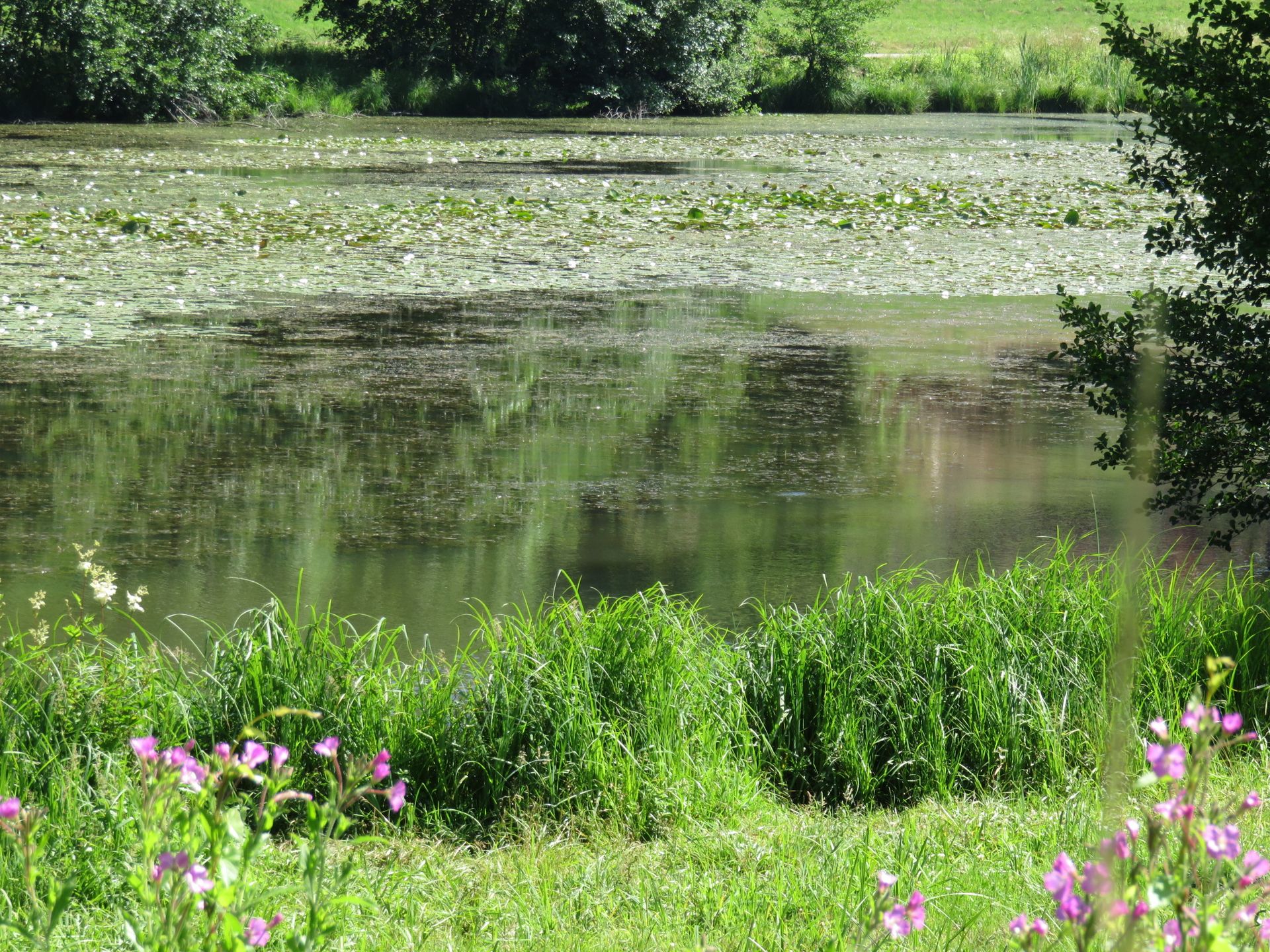 Étang bordé de fleurs sauvages