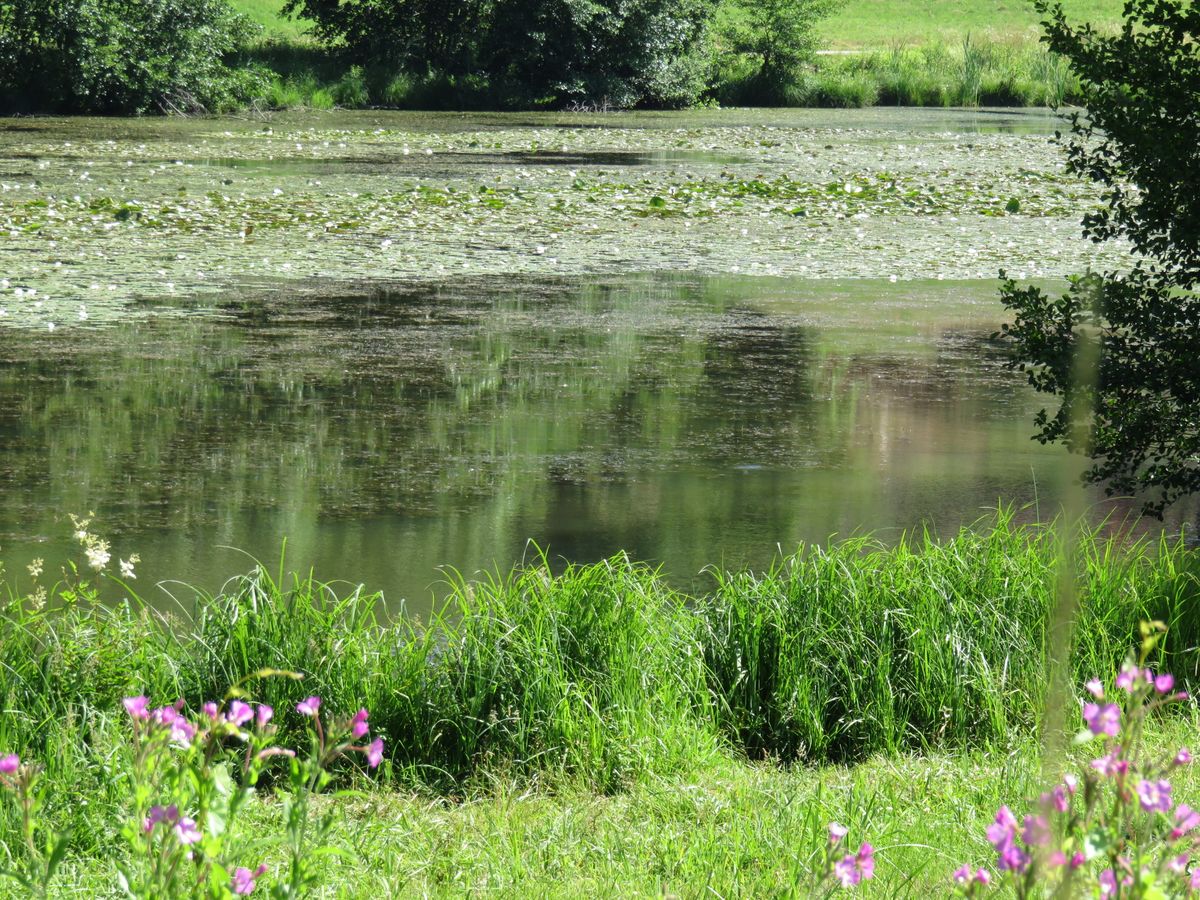 L'étang de Plan bordé de fleurs sauvages