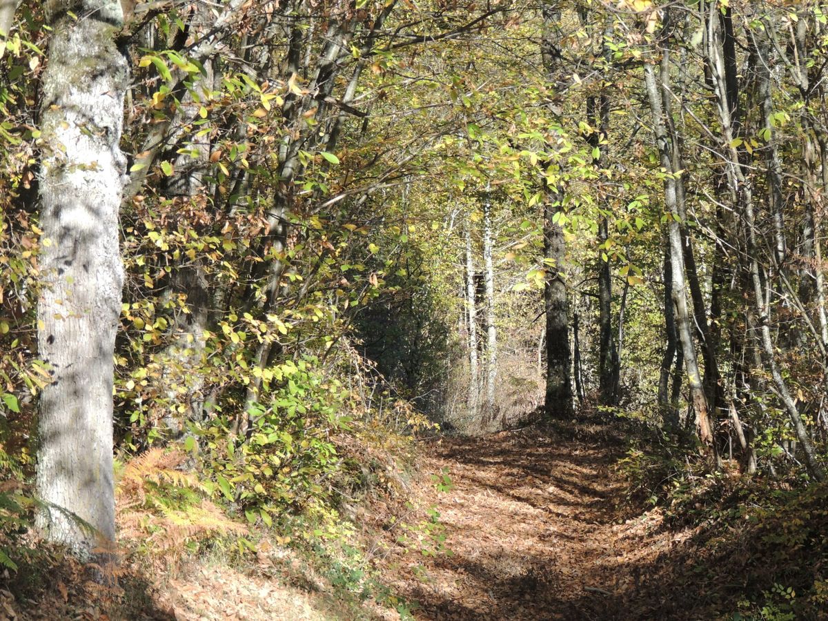 Sentier de randonnée dans la forêt du plateau de Chambaran